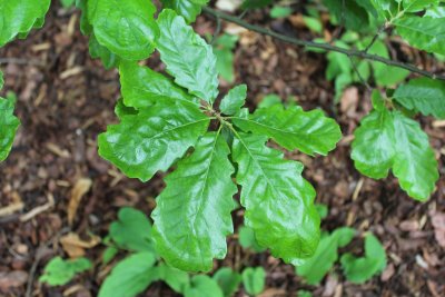 Quercus cerris - dub cer - jarní listy